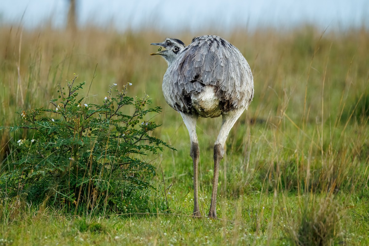 nandu pampový - ML645856975