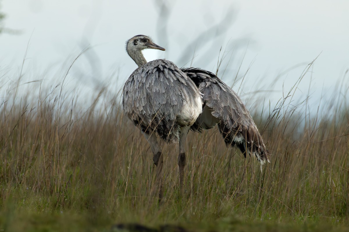 nandu pampový - ML645856976