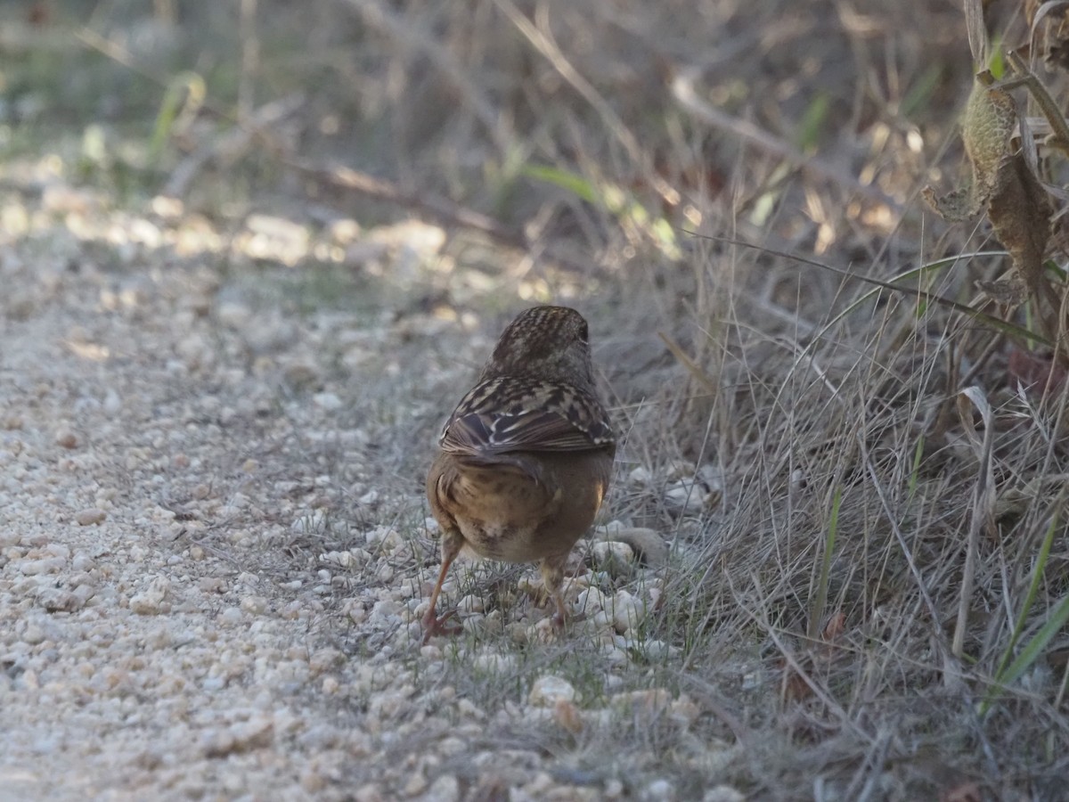 Bruant à couronne dorée - ML645856977