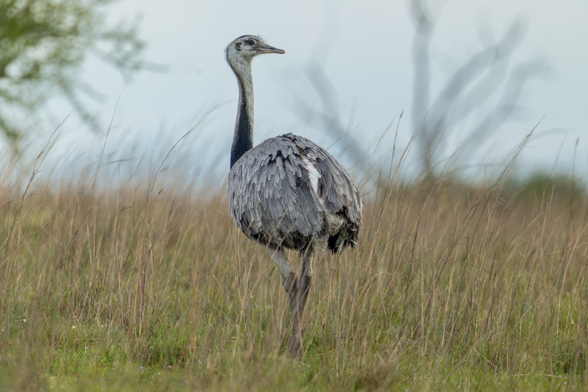 nandu pampový - ML645856978