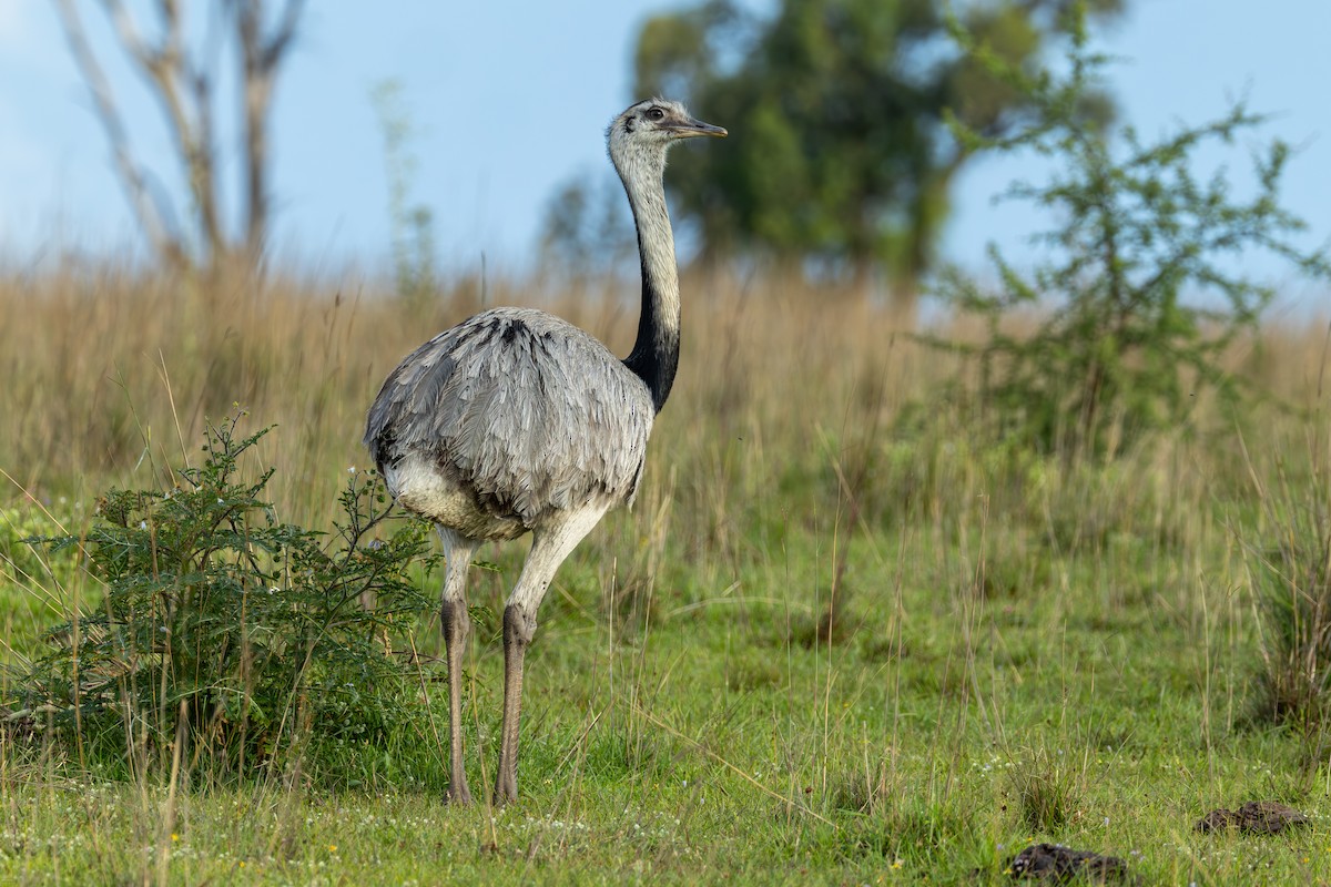 nandu pampový - ML645856979