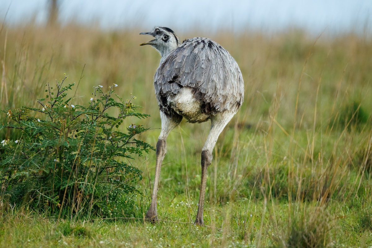 nandu pampový - ML645856980