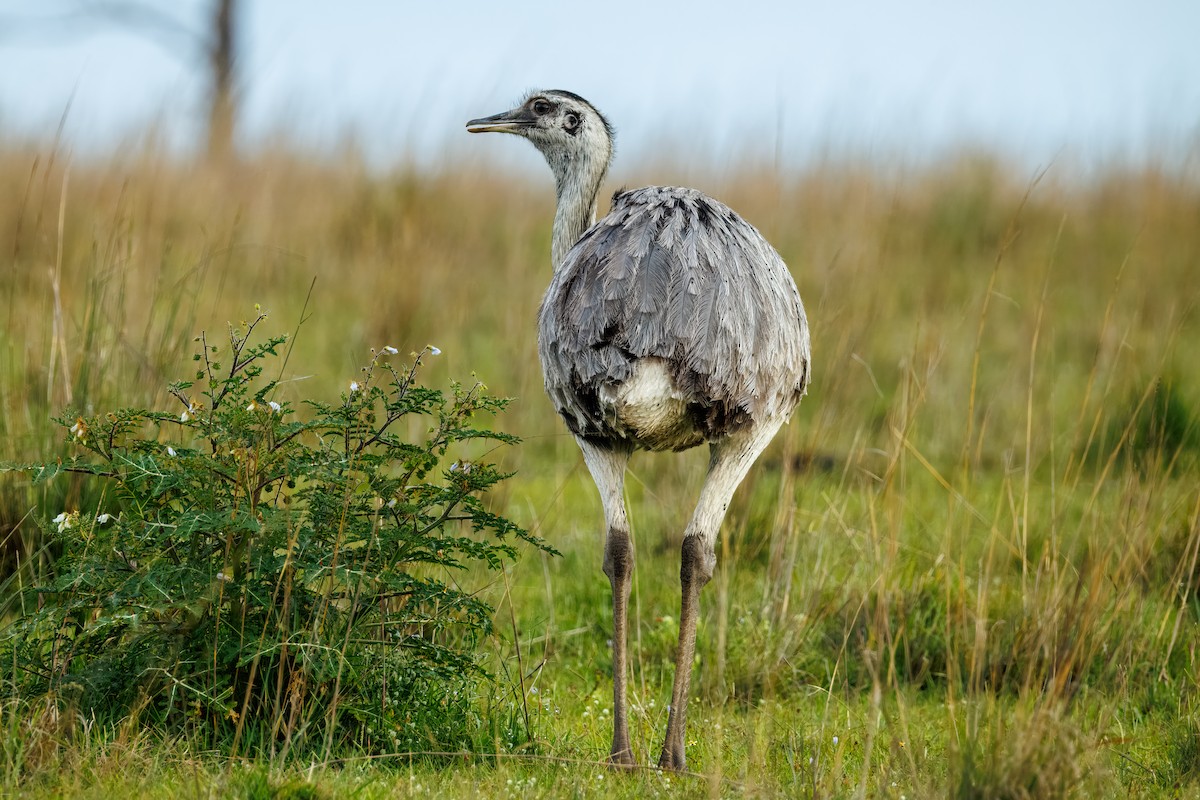 nandu pampový - ML645856981