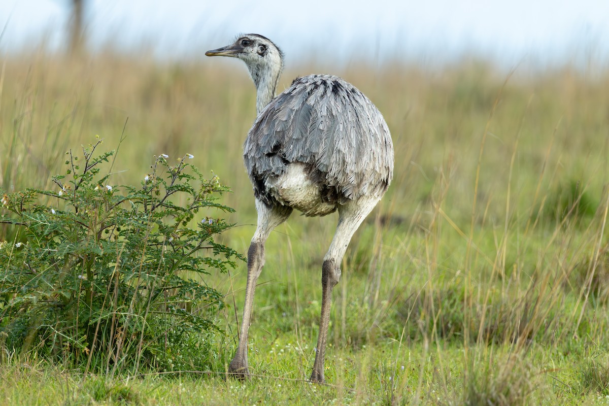 nandu pampový - ML645856983