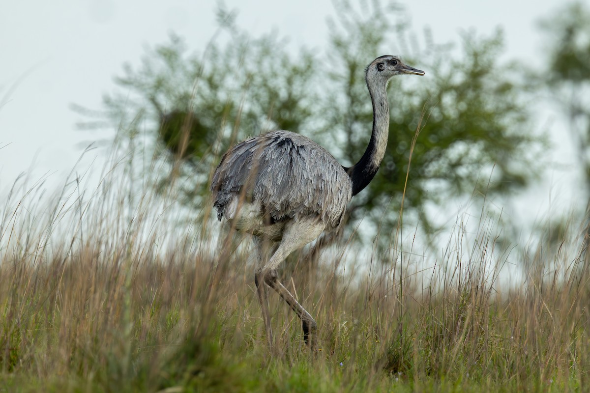 nandu pampový - ML645856984