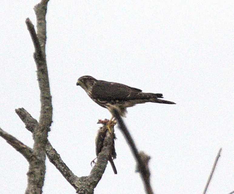 Merlin - ML645856986