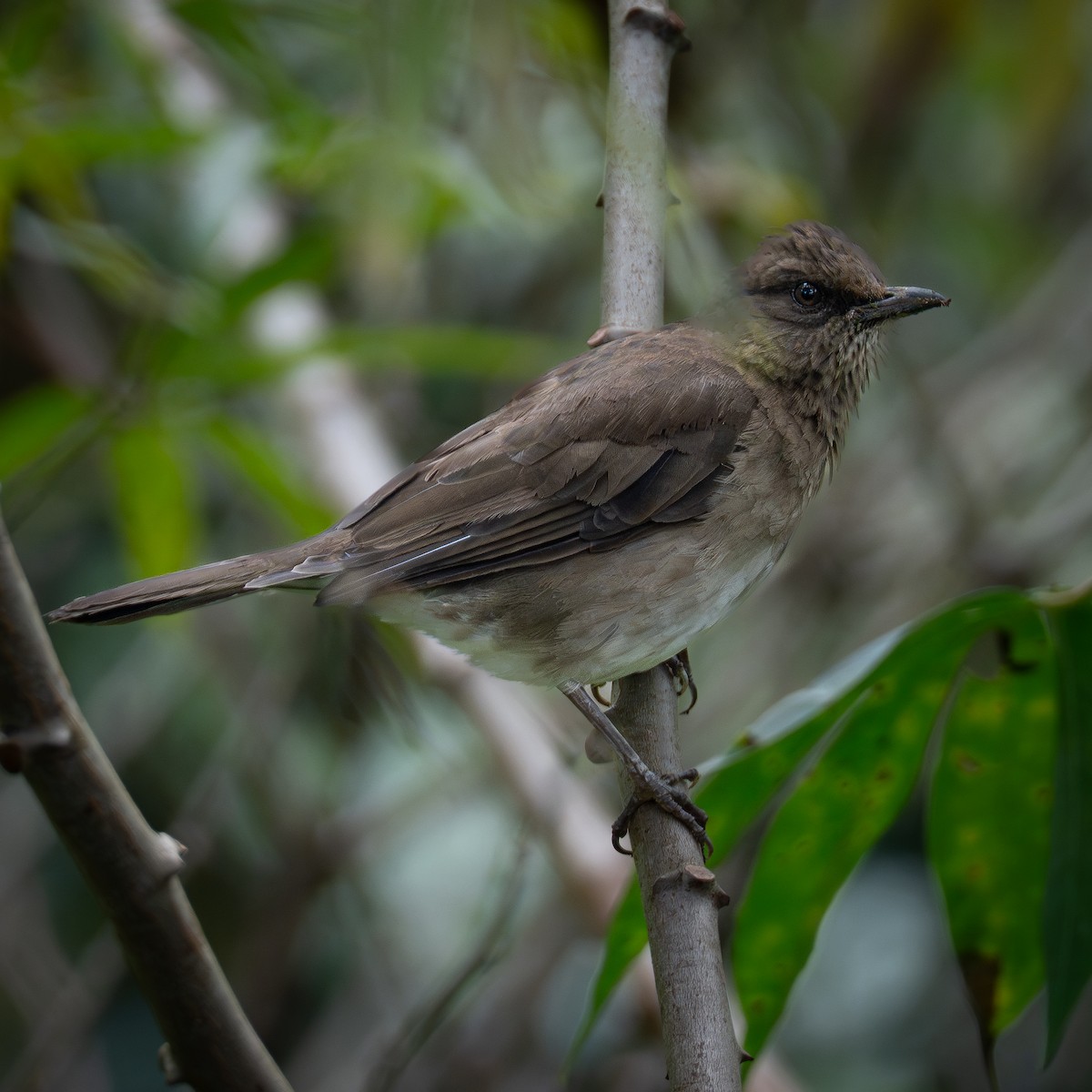 Black-billed Thrush - ML645856993