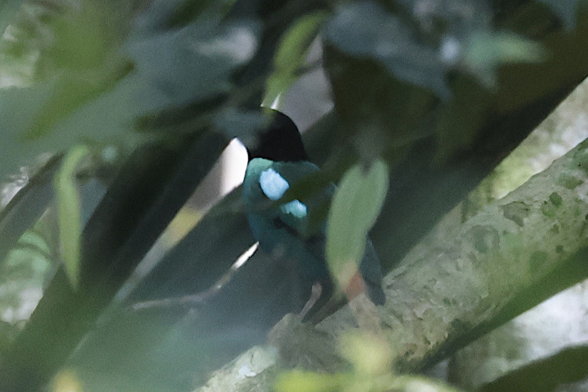 pita novoguinejská - ML645856998