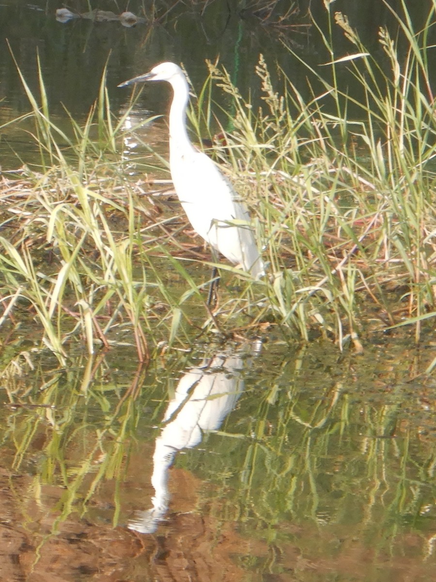 Aigrette garzette - ML645857000
