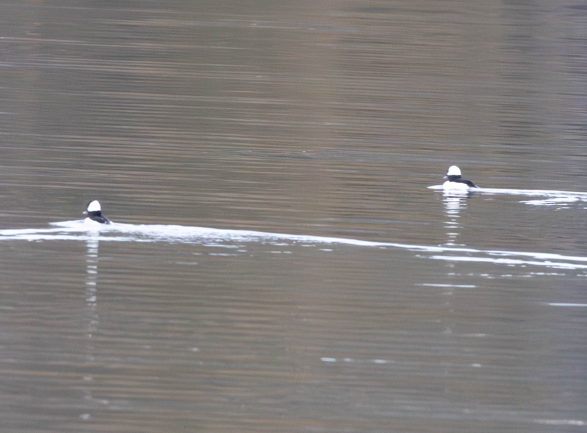 Bufflehead - ML645857003