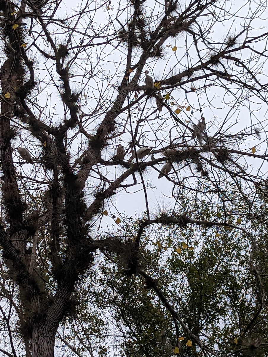 White Ibis - ML645857004