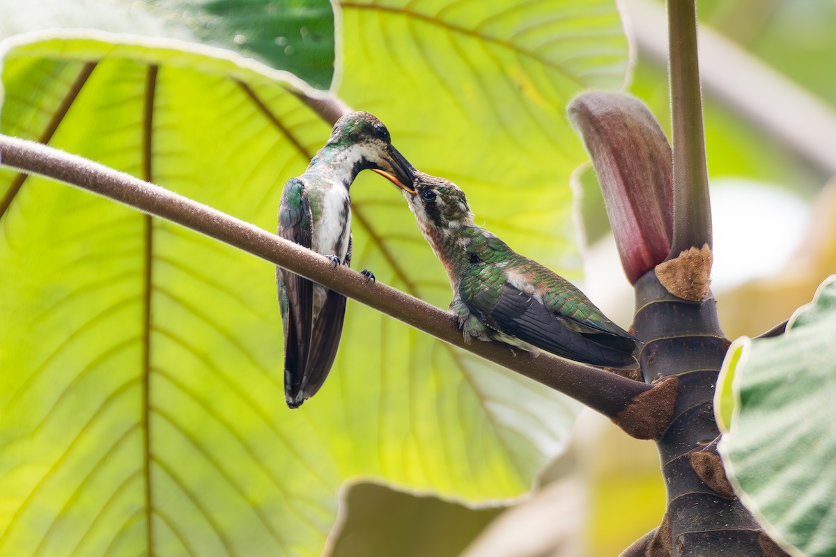 Mango à cravate verte - ML645857021