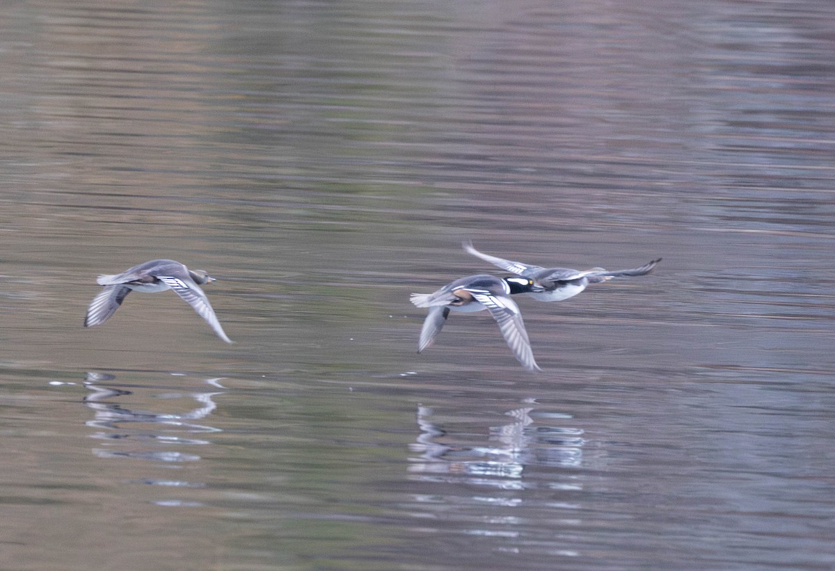 Hooded Merganser - ML645857031