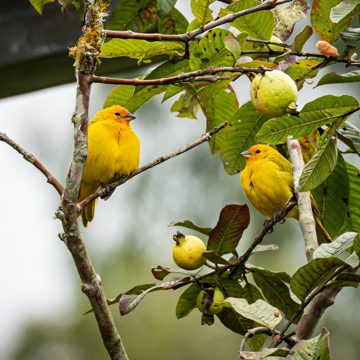 Saffron Finch - ML645857036