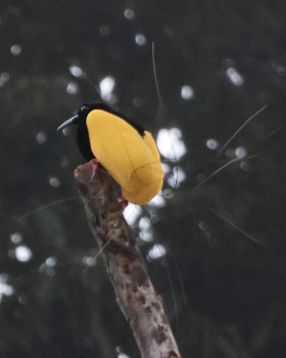 Twelve-wired Bird-of-Paradise - ML645857037