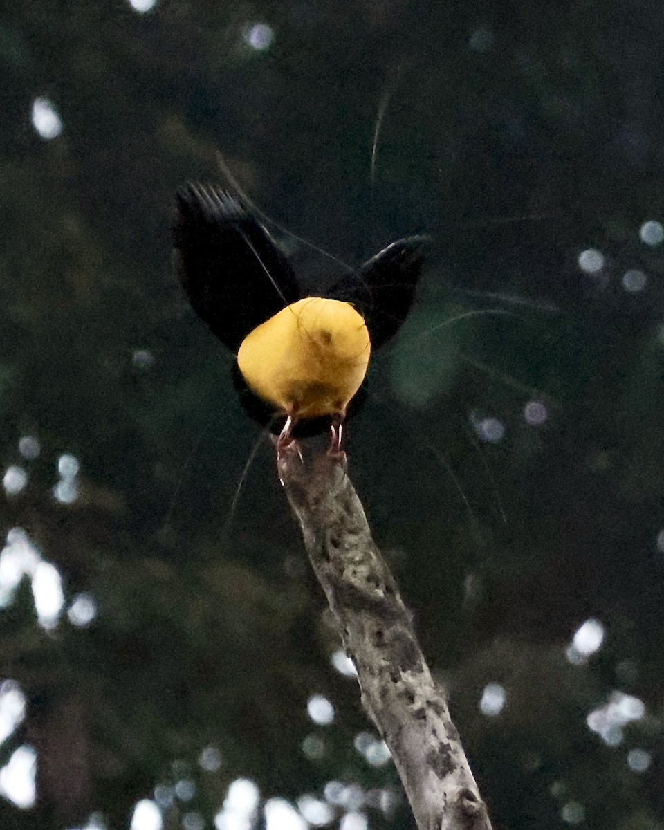 Twelve-wired Bird-of-Paradise - ML645857038