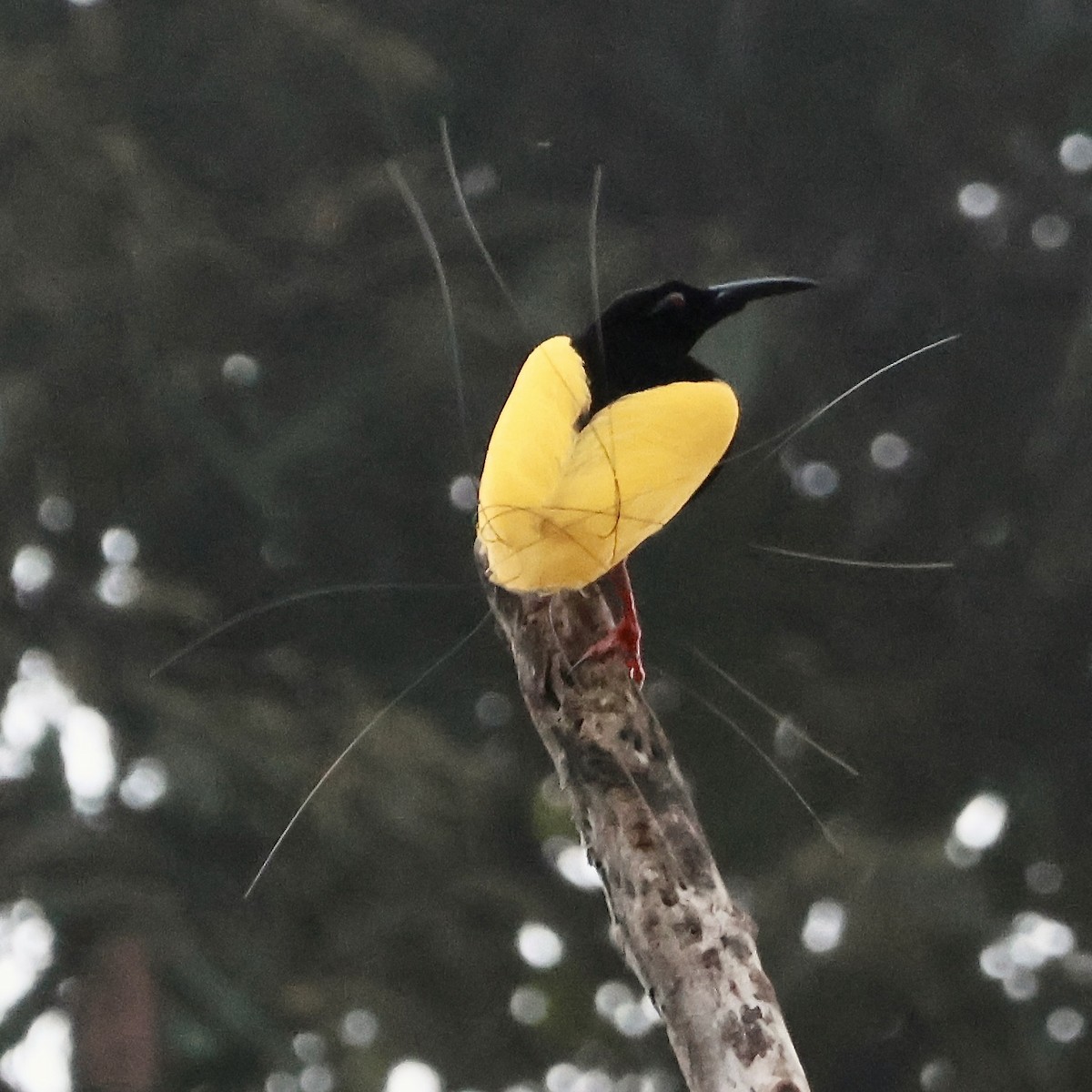 Twelve-wired Bird-of-Paradise - ML645857039