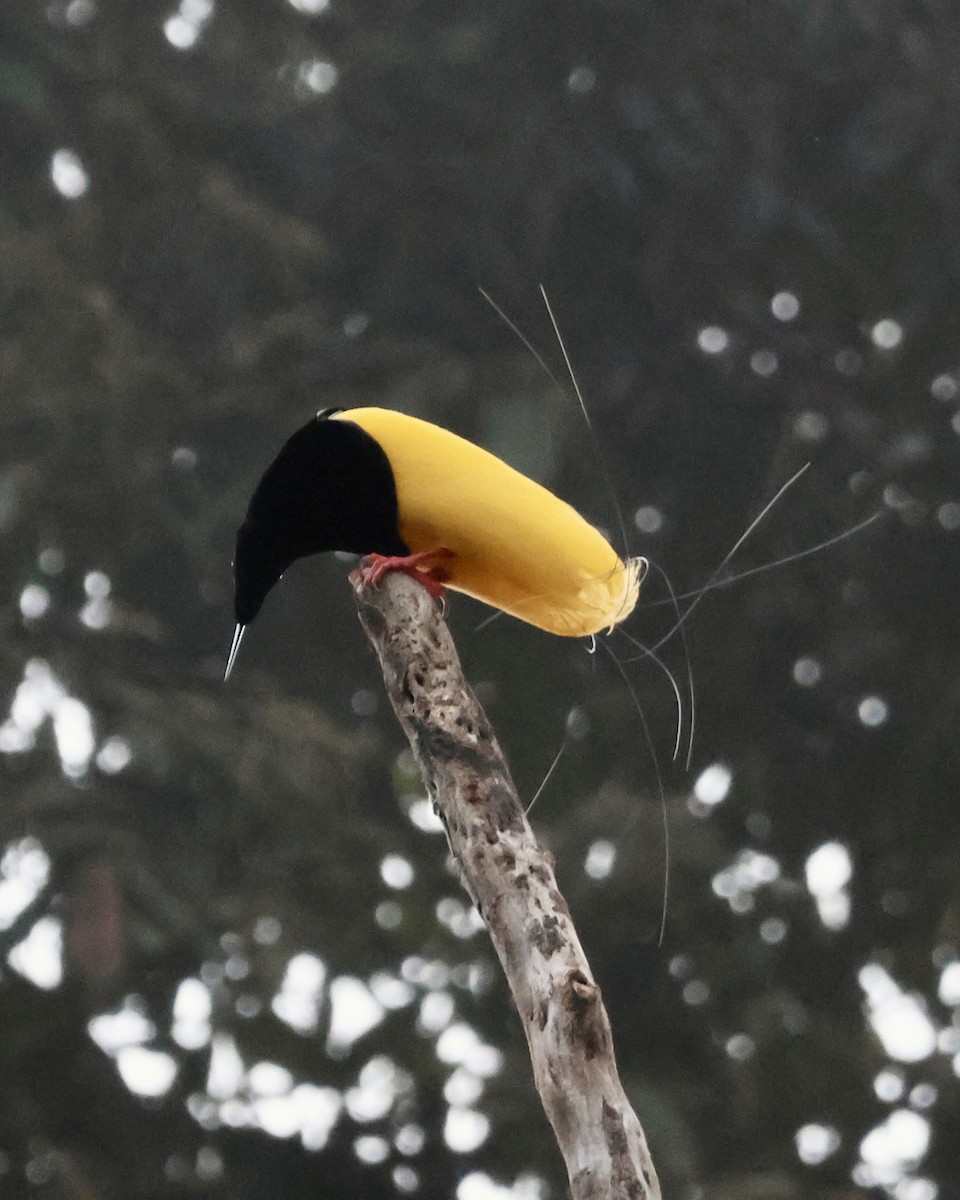 Twelve-wired Bird-of-Paradise - ML645857040