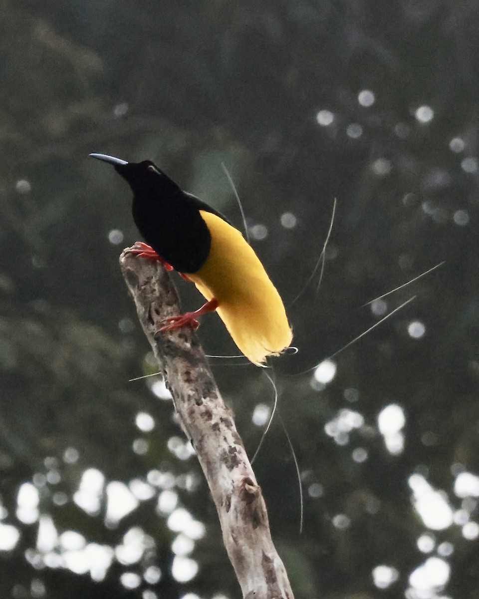 Twelve-wired Bird-of-Paradise - ML645857041