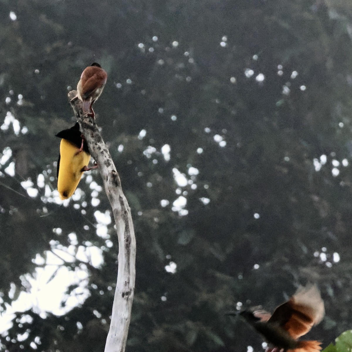 Twelve-wired Bird-of-Paradise - ML645857043