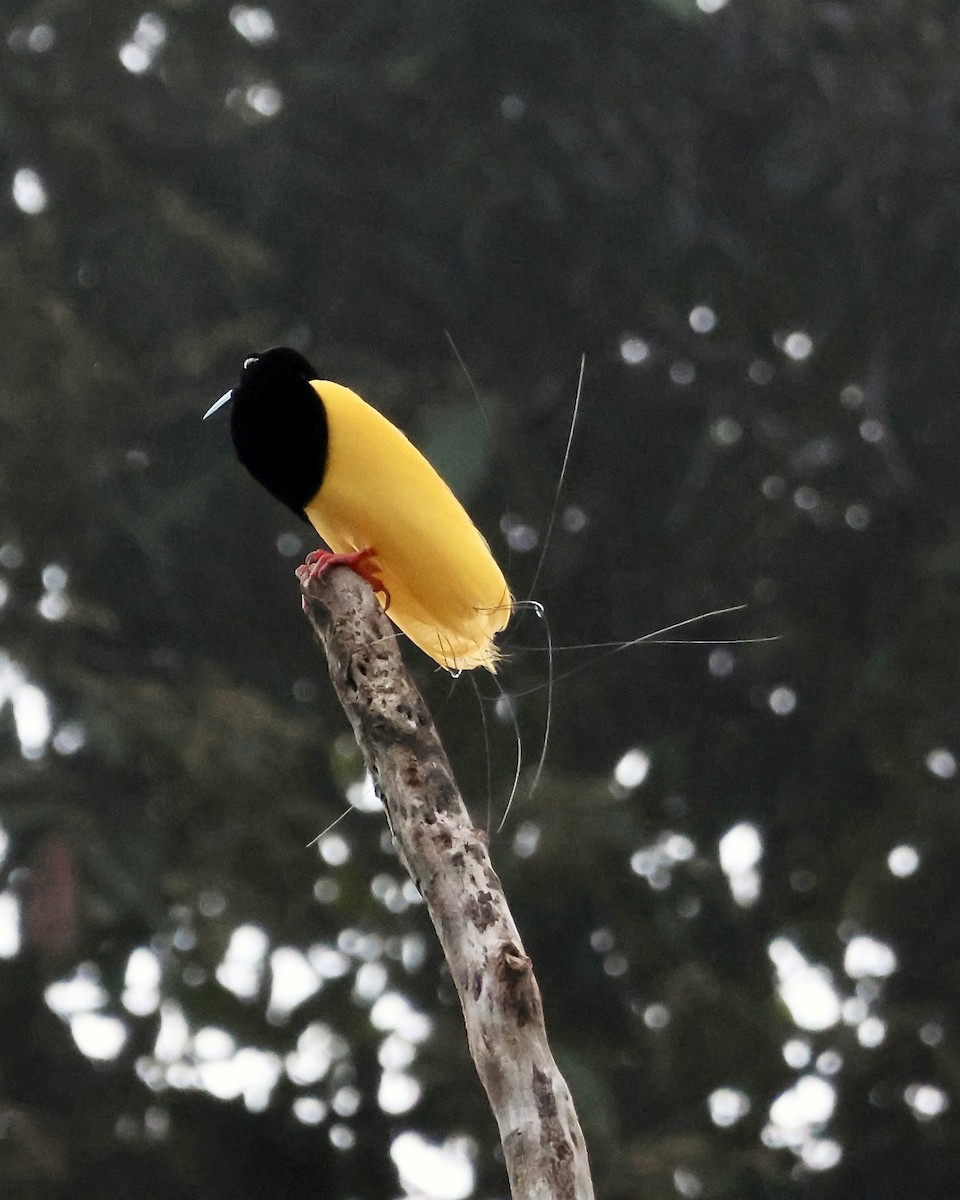 Twelve-wired Bird-of-Paradise - ML645857045