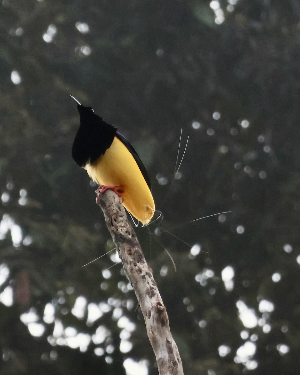 Twelve-wired Bird-of-Paradise - ML645857046