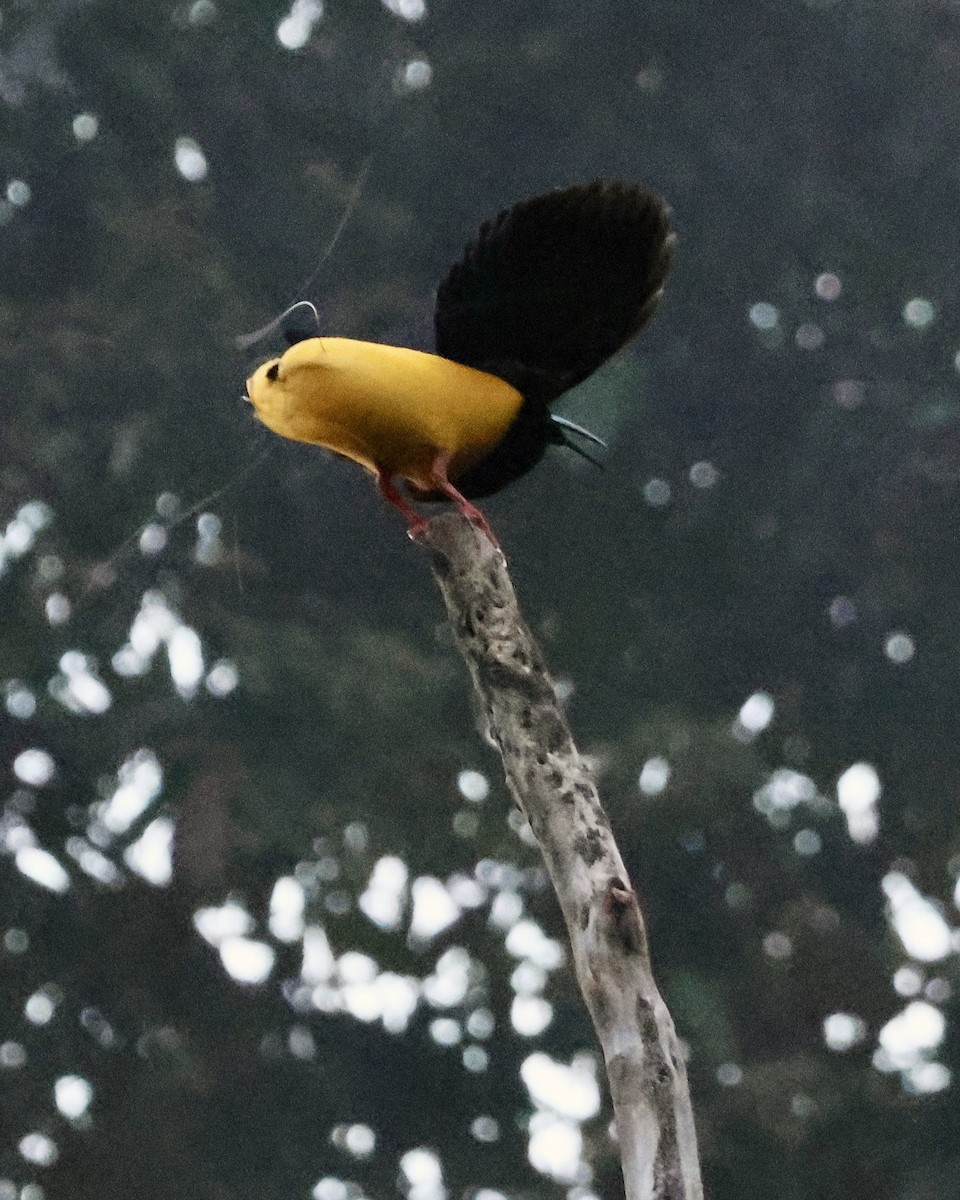 Twelve-wired Bird-of-Paradise - ML645857047