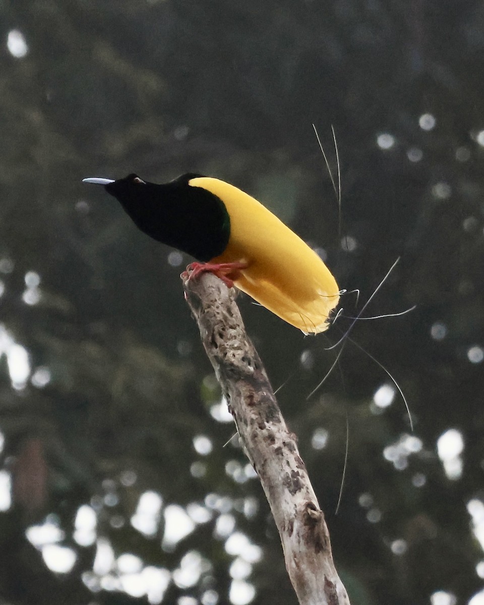 Twelve-wired Bird-of-Paradise - ML645857048