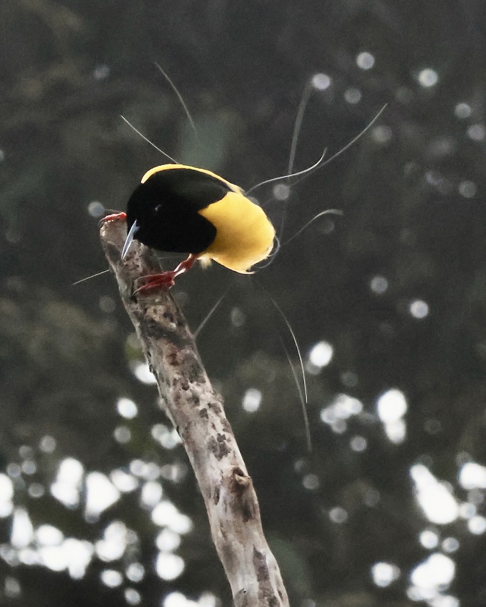 Twelve-wired Bird-of-Paradise - ML645857049