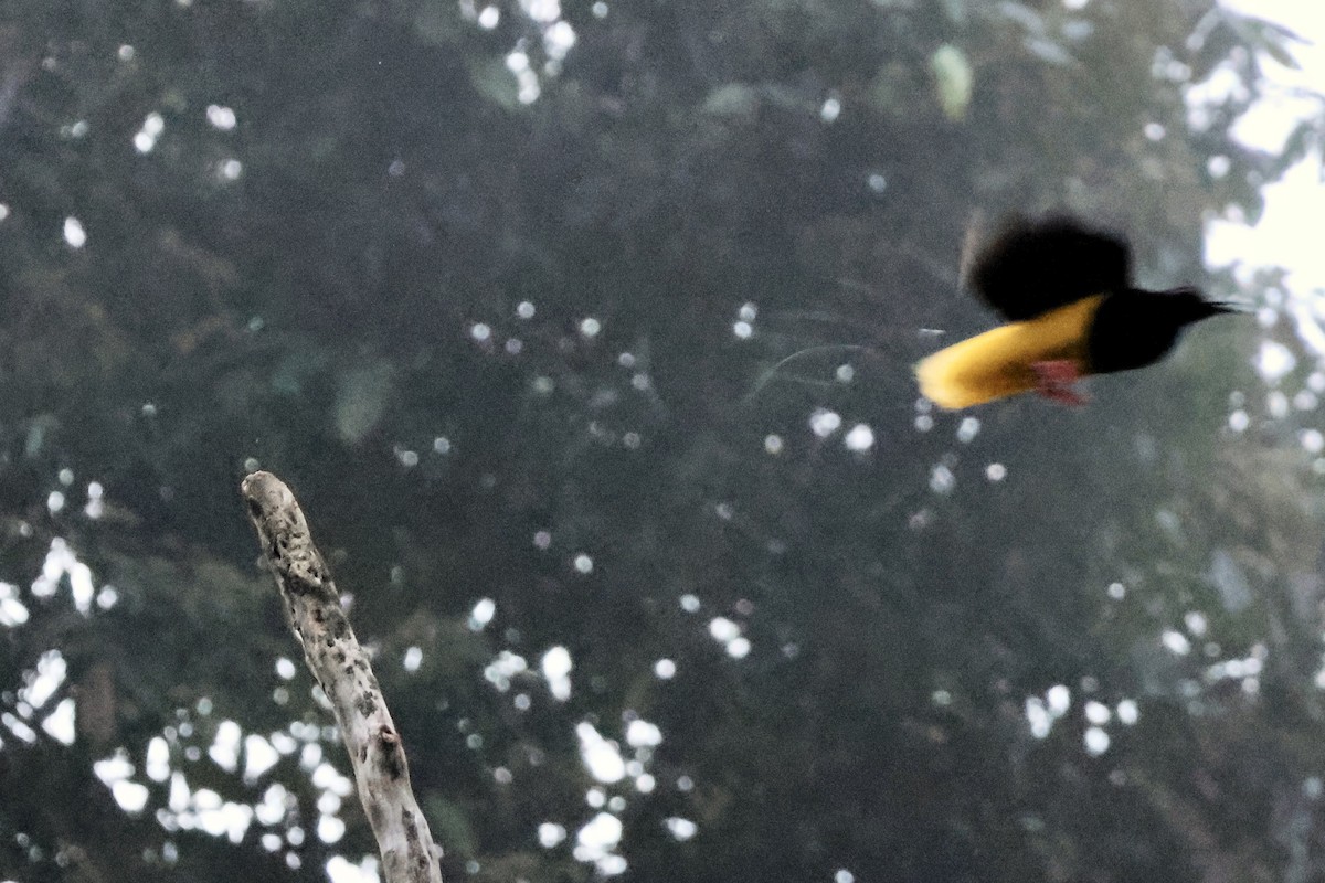 Twelve-wired Bird-of-Paradise - ML645857050