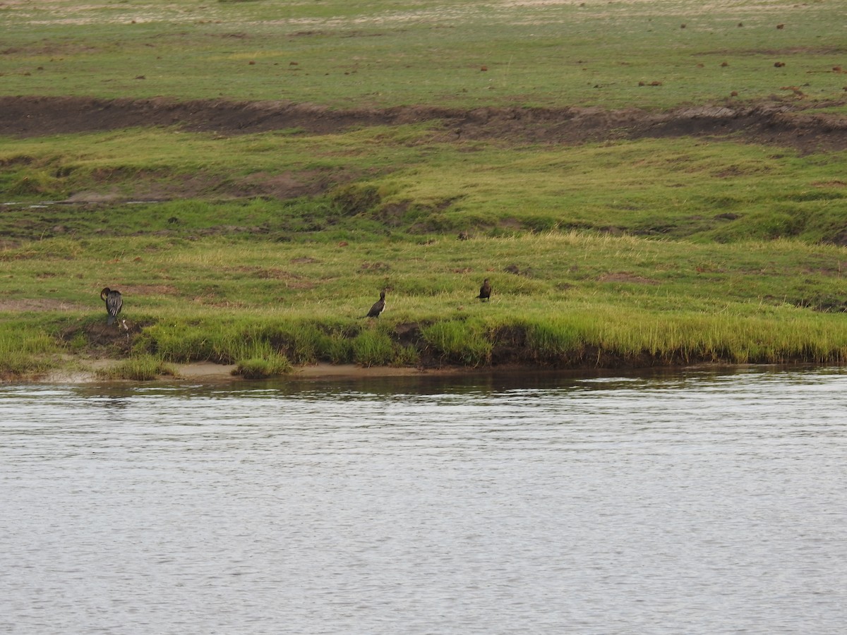 Great Cormorant - ML645857055