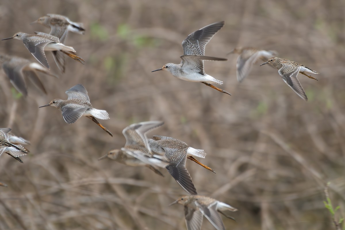 Grand Chevalier - ML645857060