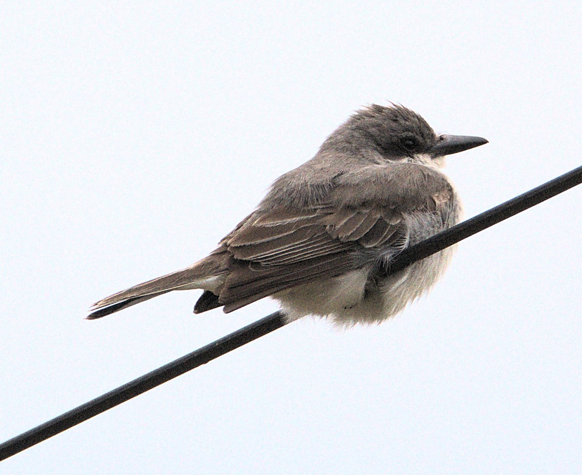Gray Kingbird - ML645857077