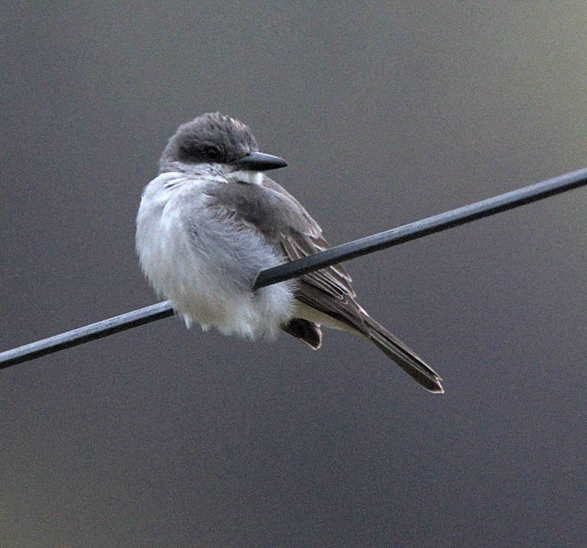 Gray Kingbird - ML645857078