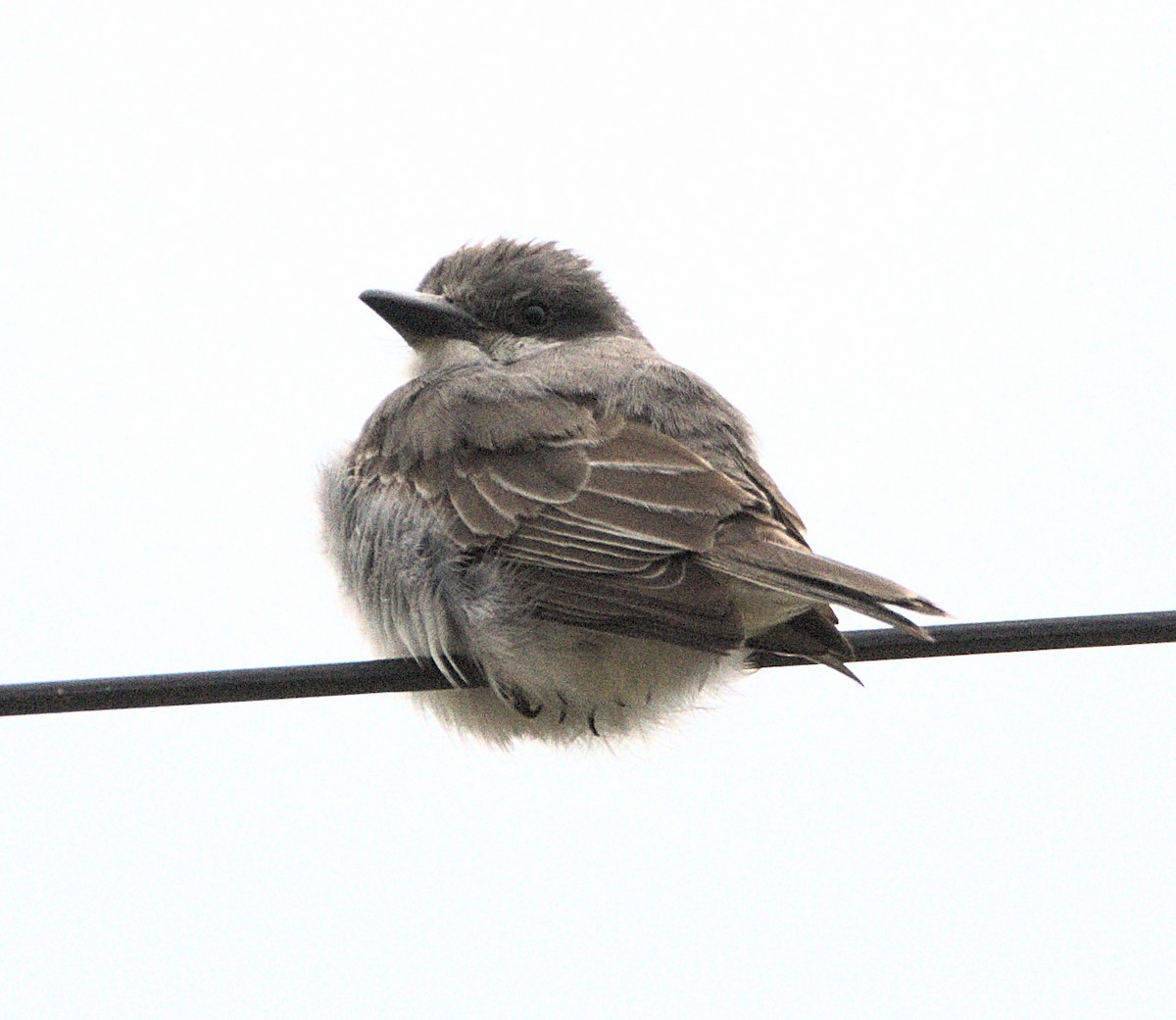 Gray Kingbird - ML645857079