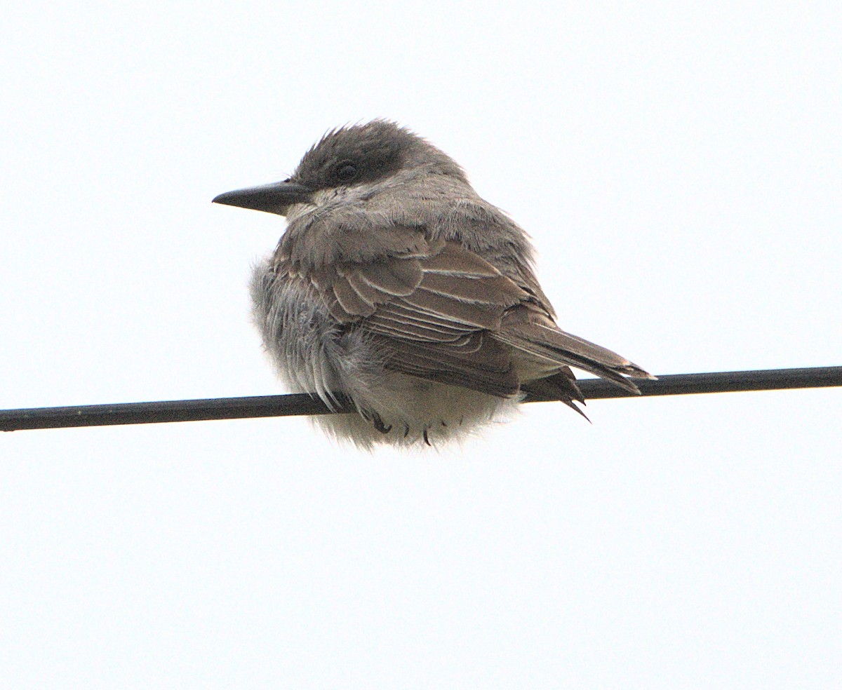 Gray Kingbird - ML645857080