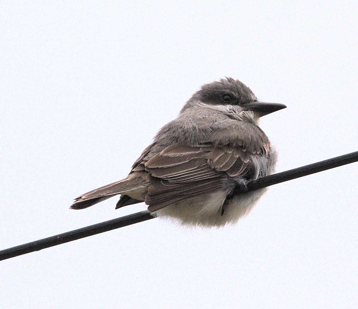 Gray Kingbird - ML645857081