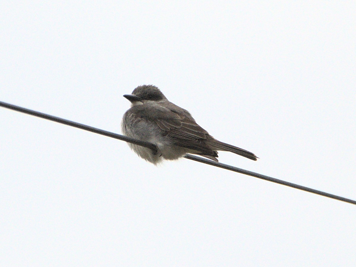 Gray Kingbird - ML645857082