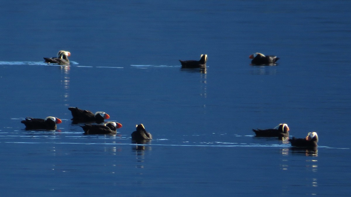 Tufted Puffin - ML645857087
