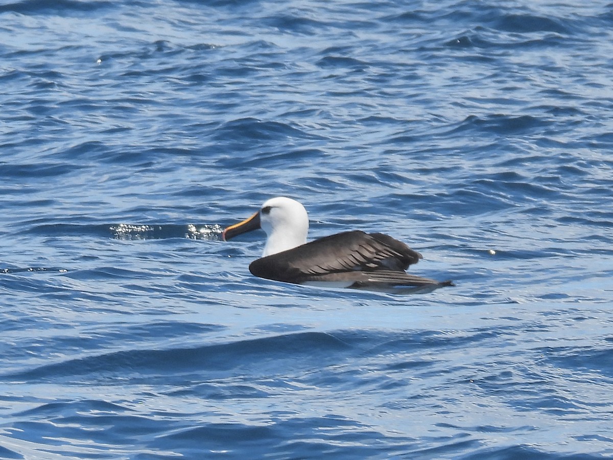 Indian Yellow-nosed Albatross - ML645857089