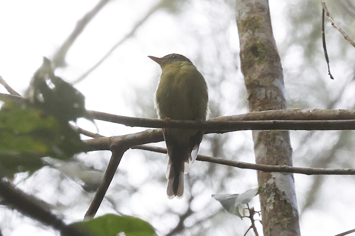 Little Shrikethrush (Variable) - ML645857101