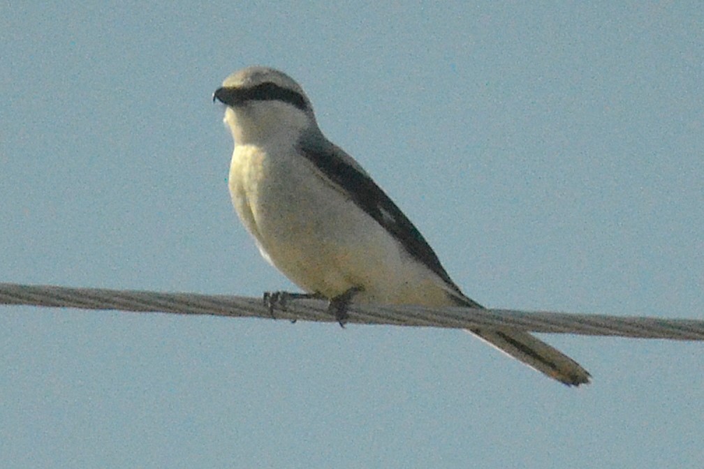 Antzandobi boreala - ML645857102