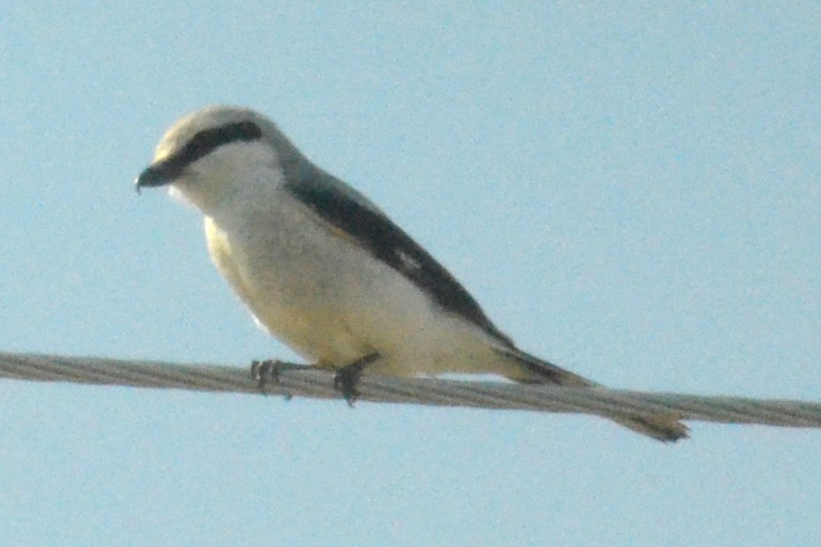 Antzandobi boreala - ML645857103