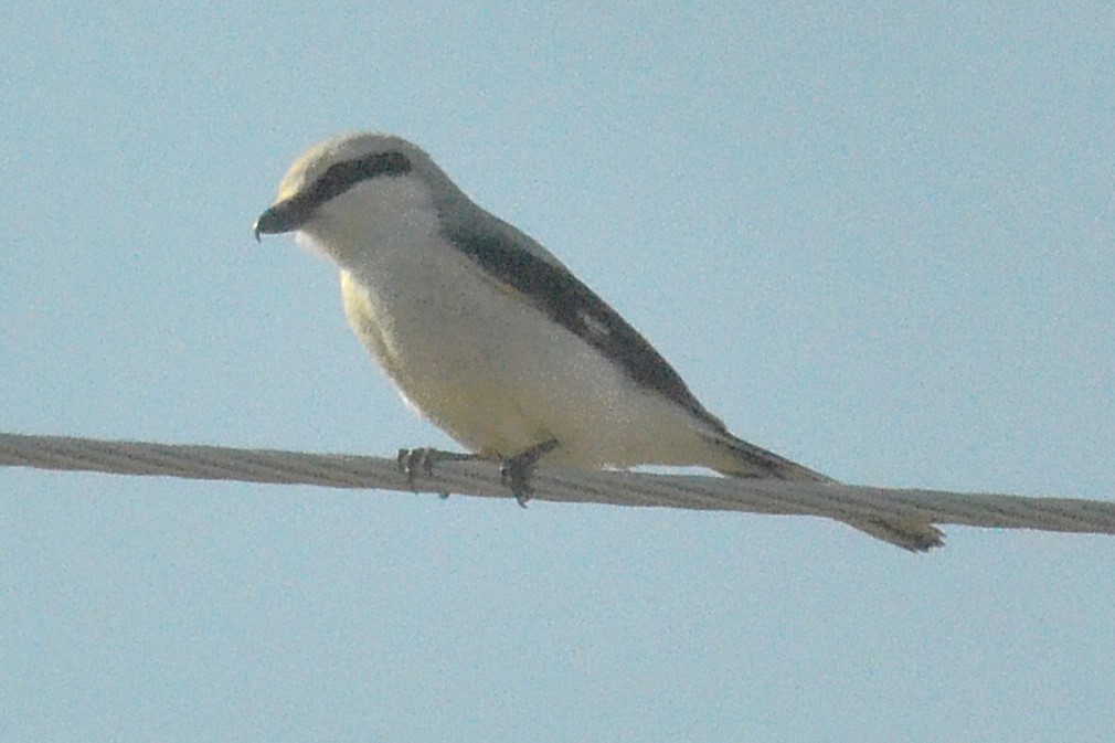 Antzandobi boreala - ML645857104