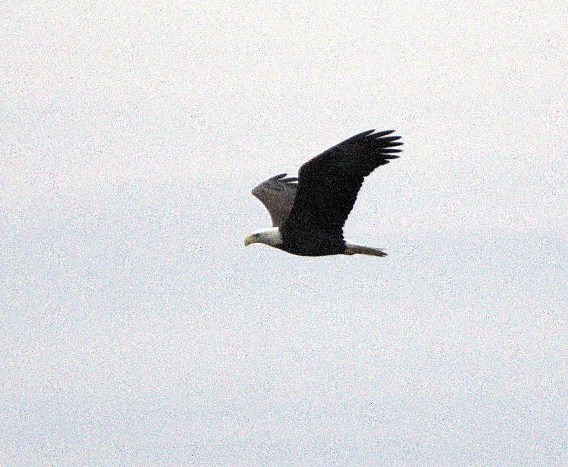 Bald Eagle - ML645857105
