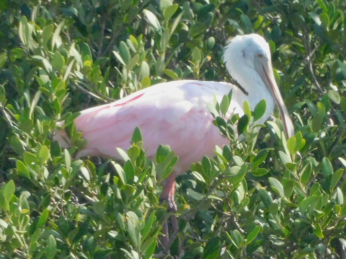 Roseate Spoonbill - ML645857106