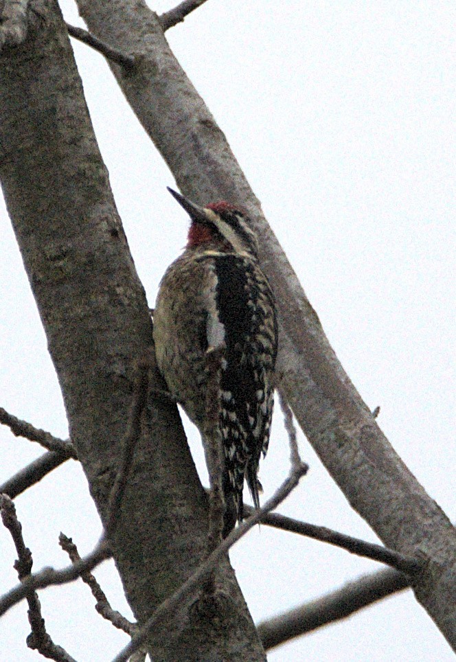 Yellow-bellied Sapsucker - ML645857107