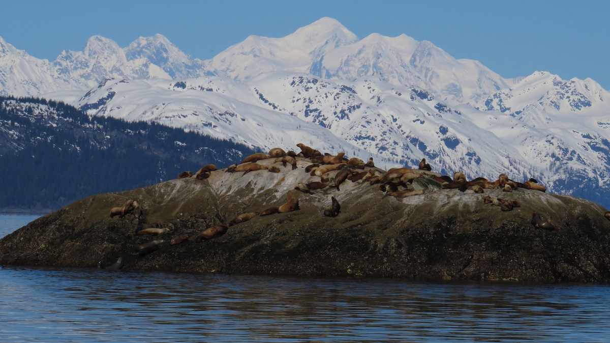 Steller Sea Lion - ML645857109