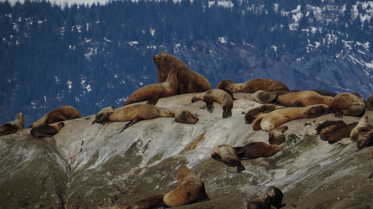 Steller Sea Lion - ML645857110