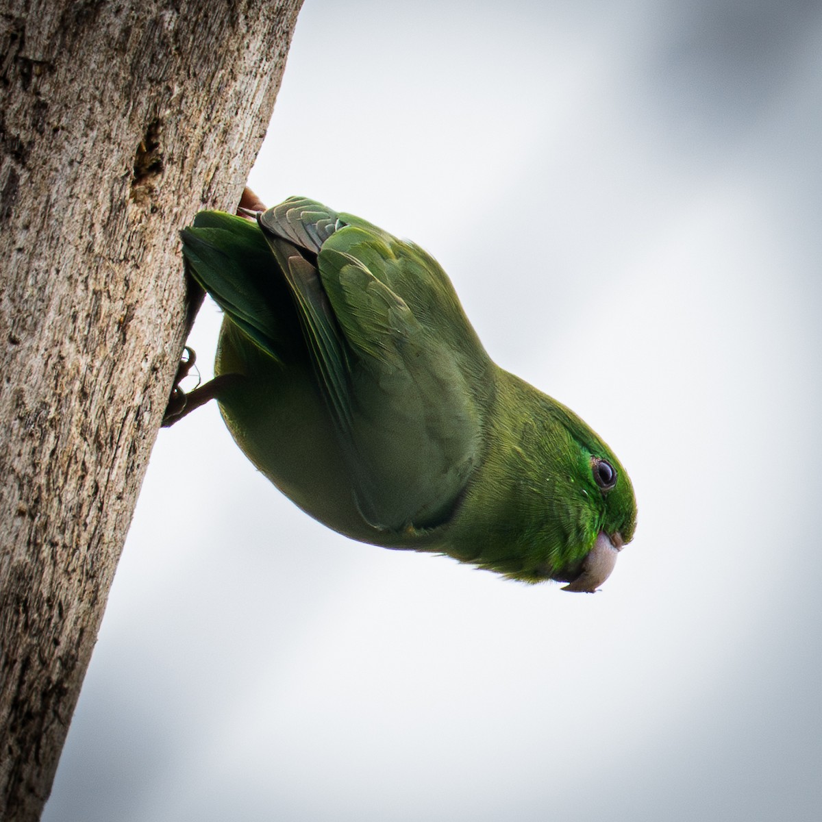 Spectacled Parrotlet - ML645857111